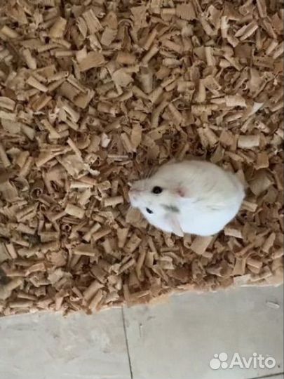 Джунгарский хомяк мальчик