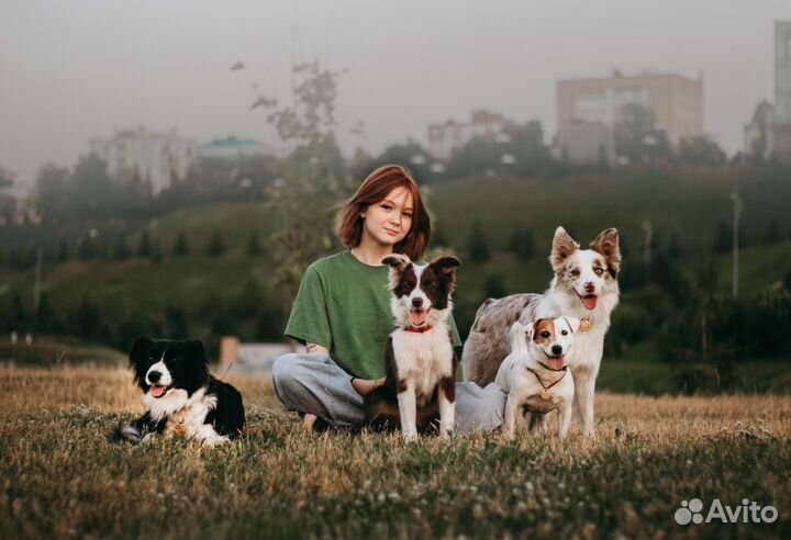 Передержка домашних животных, дрессировка