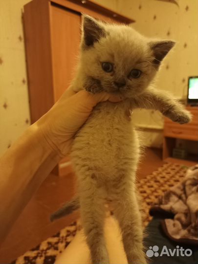 Котята в добрые руки бесплатно