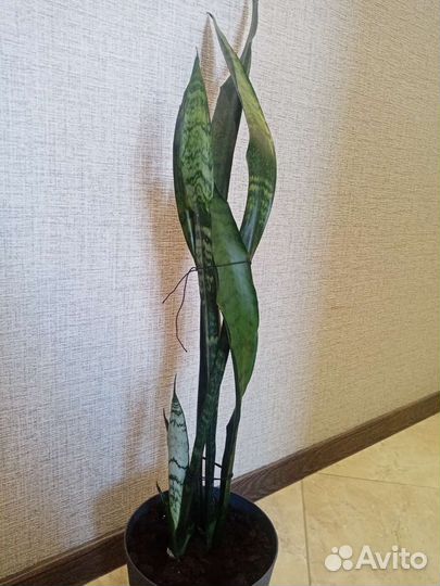 Сансевиерия