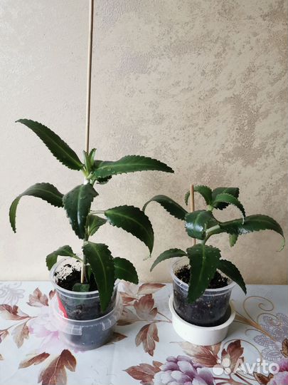 Каланхоэ Дегремона (лечебное)