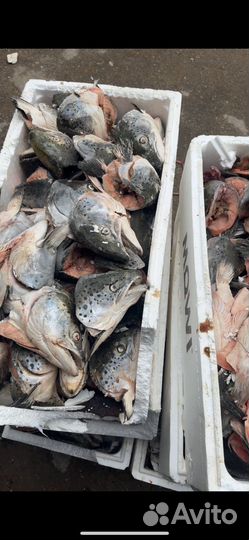 Головы семги свеж и х/к