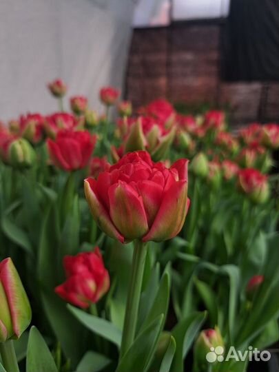 Свежие тюльпаны к 8 марта доставка
