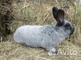 Взрослые и молодые кролики