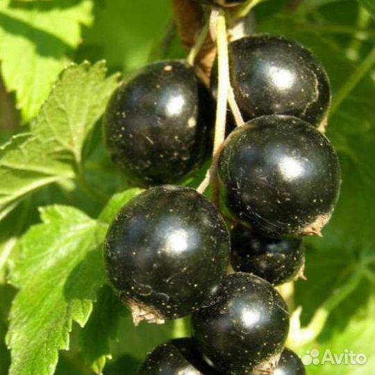 Смородина черная ягоды