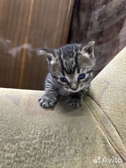 Котята в добрые руки даром