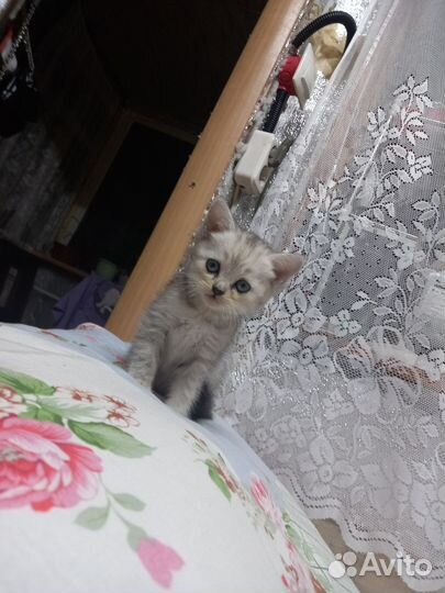 Котятки в добрые руки