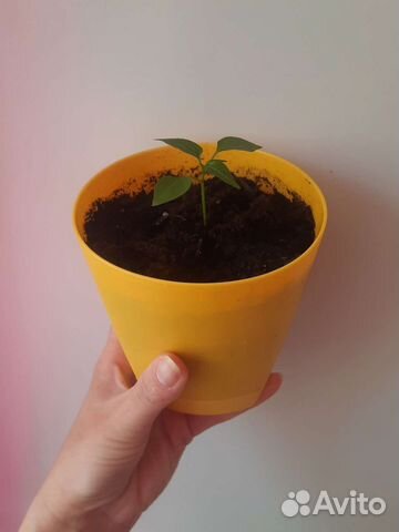 Рассада острого перца