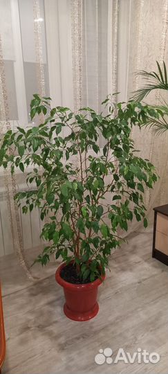 Фикус бенджамина большой