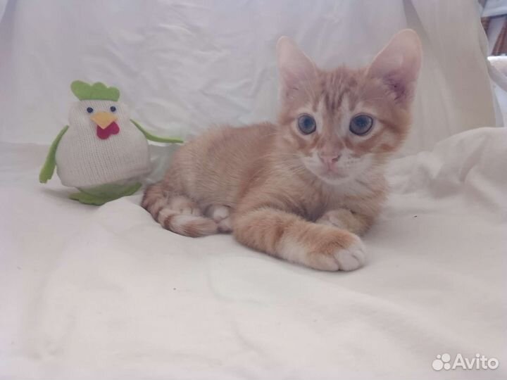 Котята из домашней котосемьи выращенные с душой