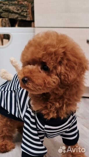 Мальтипу мини