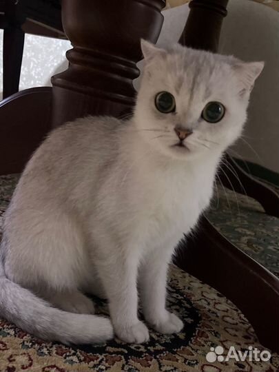 Шотландская