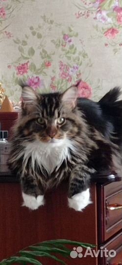 Мейн-кун вязка