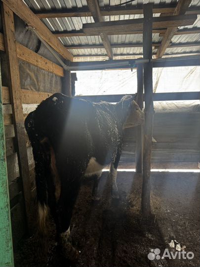 Первотелка