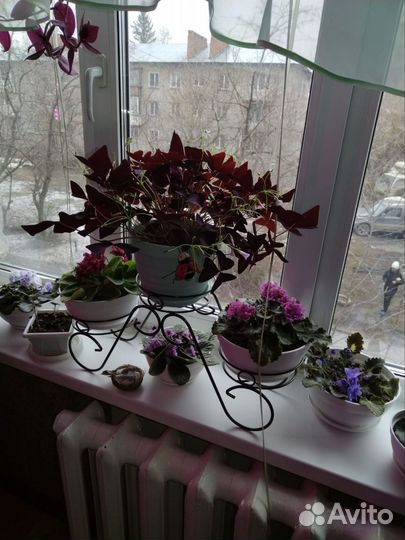 Комнатные цветы шефлера