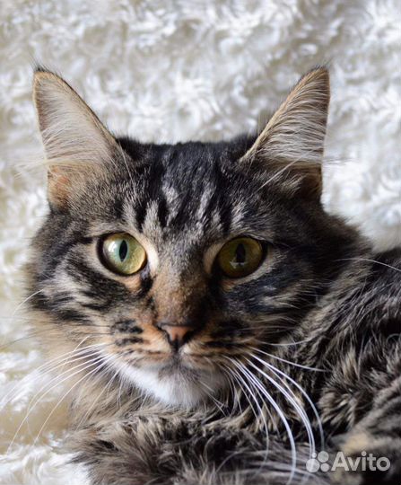 Алиса из приюта красавица 10 мес.ищет семью