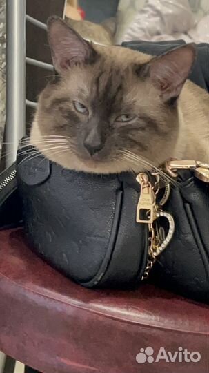 Сиамский котик