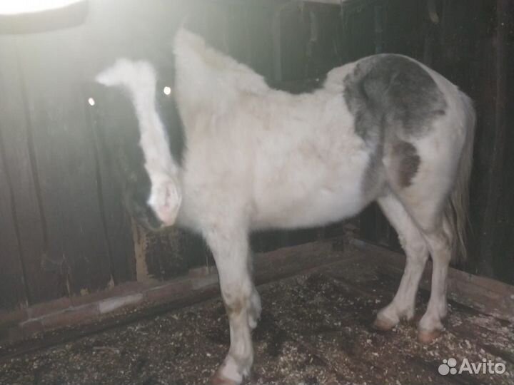 Шетлендские пони