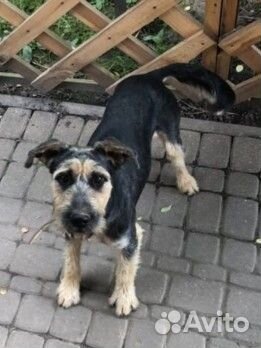 Собака в добрые руки