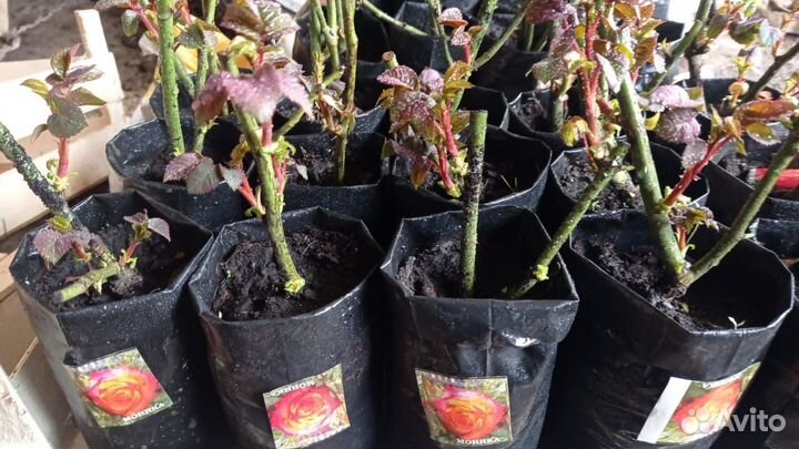 Рассада цветов оптом и в розницу