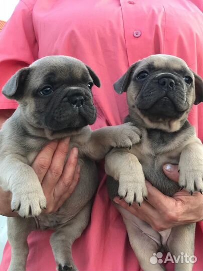 Французский бульдог голубой