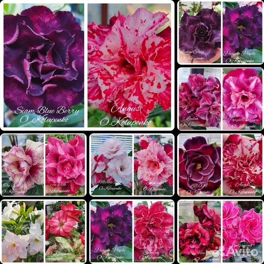 Прививки и Сеянцы Адениумов 5+1