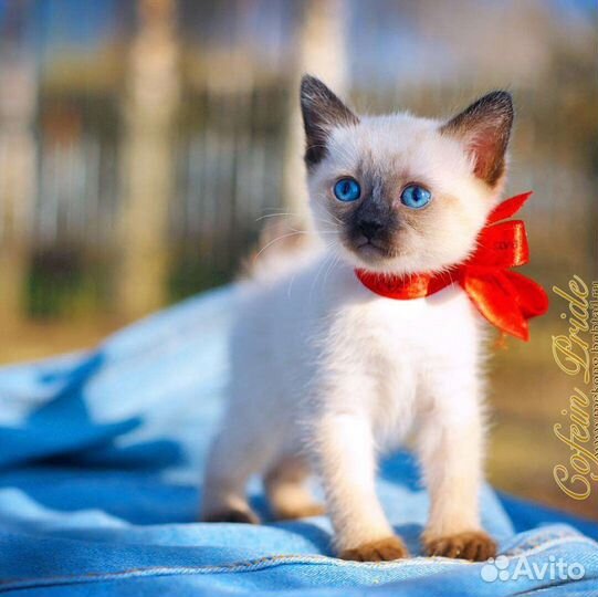 Меконгский бобтейл купить