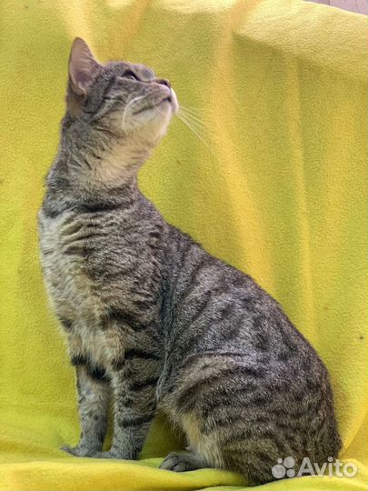 Кошка в дар