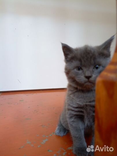 Отдам в хорошие руки котенка