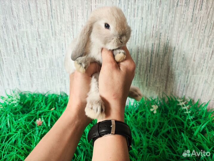 Мини карликовый кролик