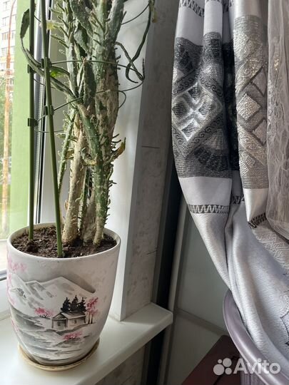 Кактус большой