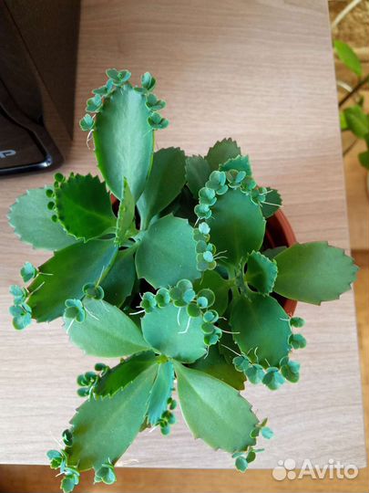 Комнатные растения,суккуленты