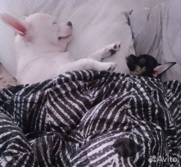 Девочка чихуахуа