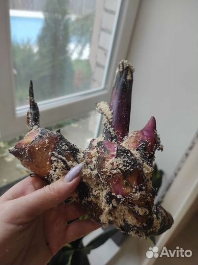 Цветы канны