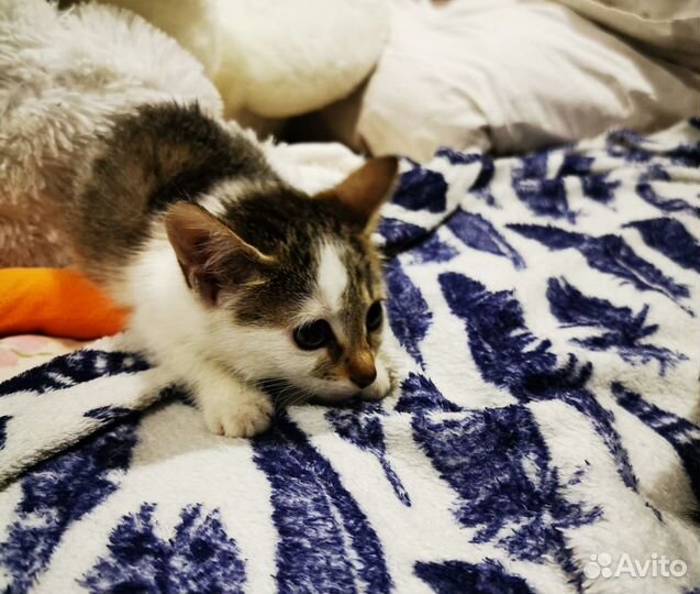 Котята в добрые руки бесплатно