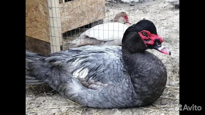 Тяжелые линии Мускусных уток