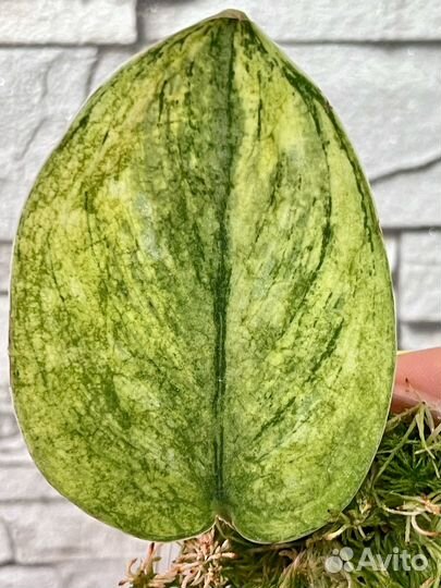 Сциндапсус вариегатный