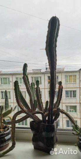 Миртилокактус, Эухарис (амазонская лилия), Хойя
