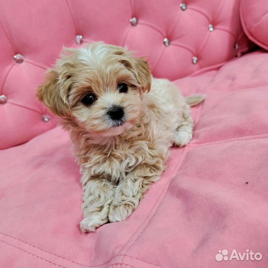 Мальтипу f1 mini