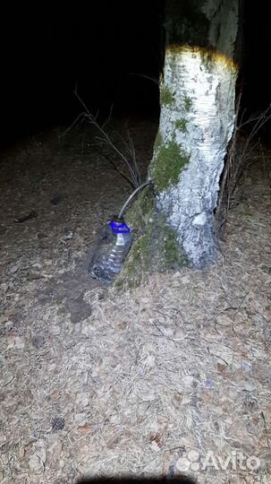 Березовый сок