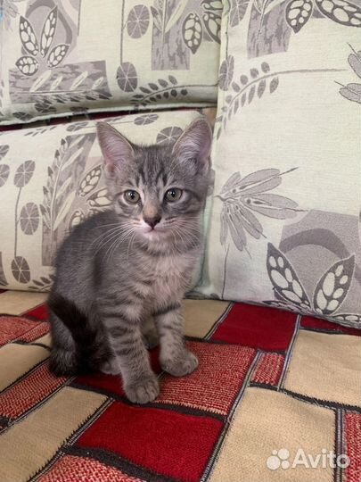 Котенок в добрые руки