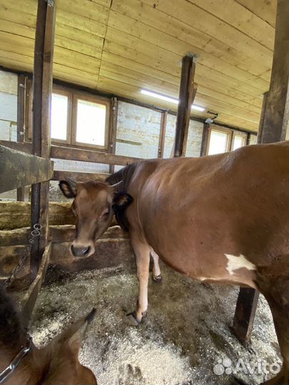 Телочки и коровы