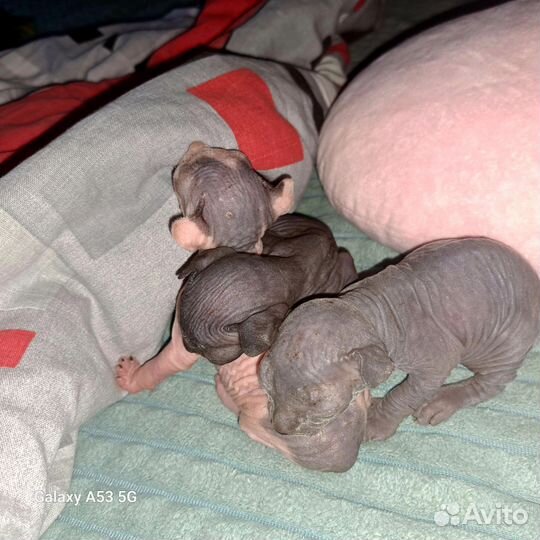 Канадский сфинкс