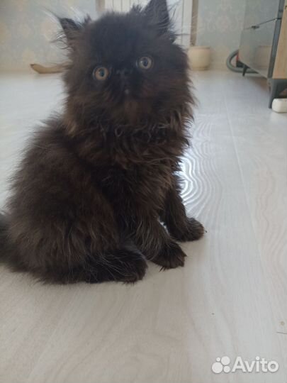 Персидская