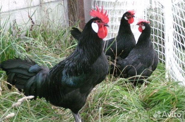 Куры, петухи, цыплята, инкубационные яйца