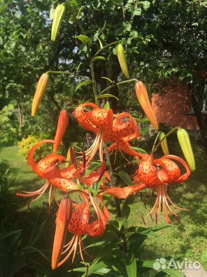 Тигровые лилии луковицы