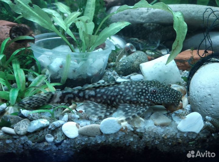 Продам Анциструсов