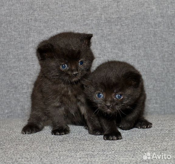 Котята Ночка и Черничка