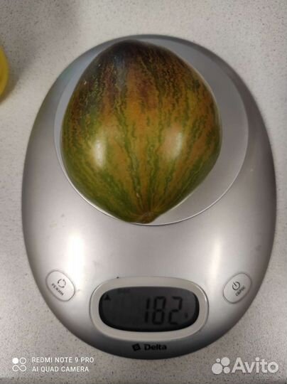 Семена коллекционных томатов