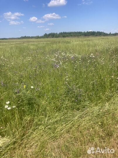 Сено в рулонах